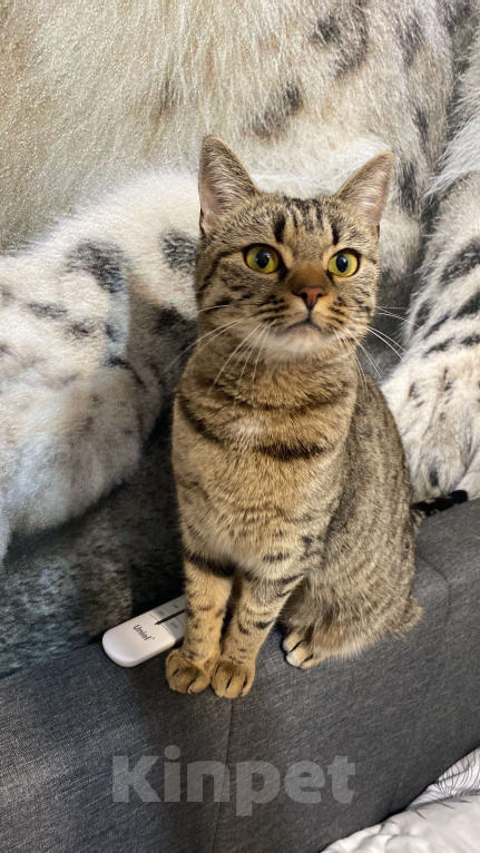 Кошки в Подольске: В добрые руки кошечка  Девочка, Бесплатно - фото 2