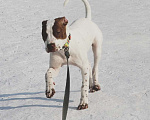 Собаки в Новокузнецке: Подрощенная малышка американского питбультерьера в Девочка, 25 000 руб. - фото 3