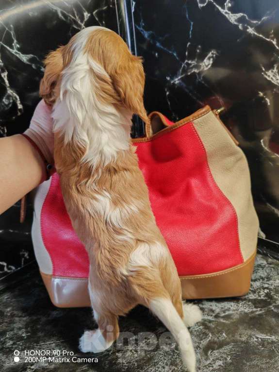 Собаки в других городах Московской области: Девочка кавалер Кинг Чарльз спаниель Девочка, 130 000 руб. - фото 4