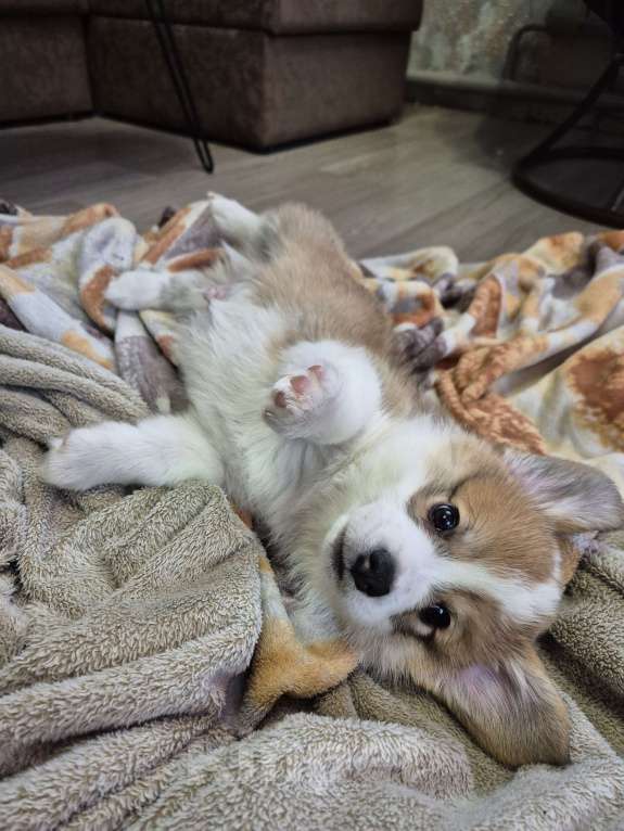 Собаки в других городах Новосибирской области: Щенки корги  Мальчик, 65 000 руб. - фото 2