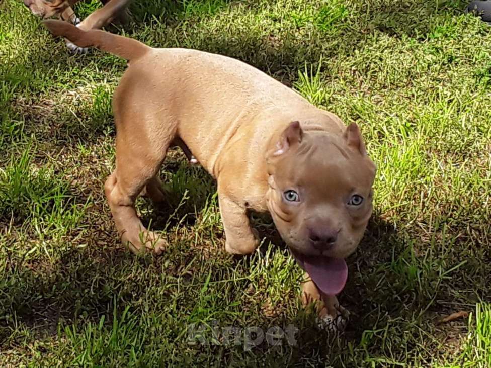 Собаки в Новосибирске: Щенок Американского булли пацан красный  Мальчик, 50 000 руб. - фото 6