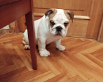 Собаки в Москве: Щенки английского бульдога Мальчик, 80 000 руб. - фото 1
