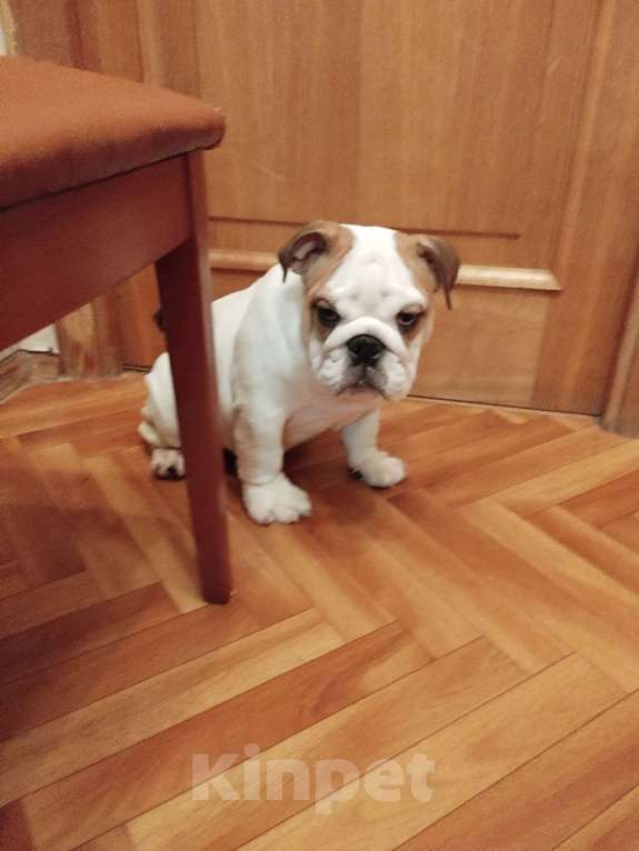 Собаки в Москве: Щенки английского бульдога Мальчик, 80 000 руб. - фото 1