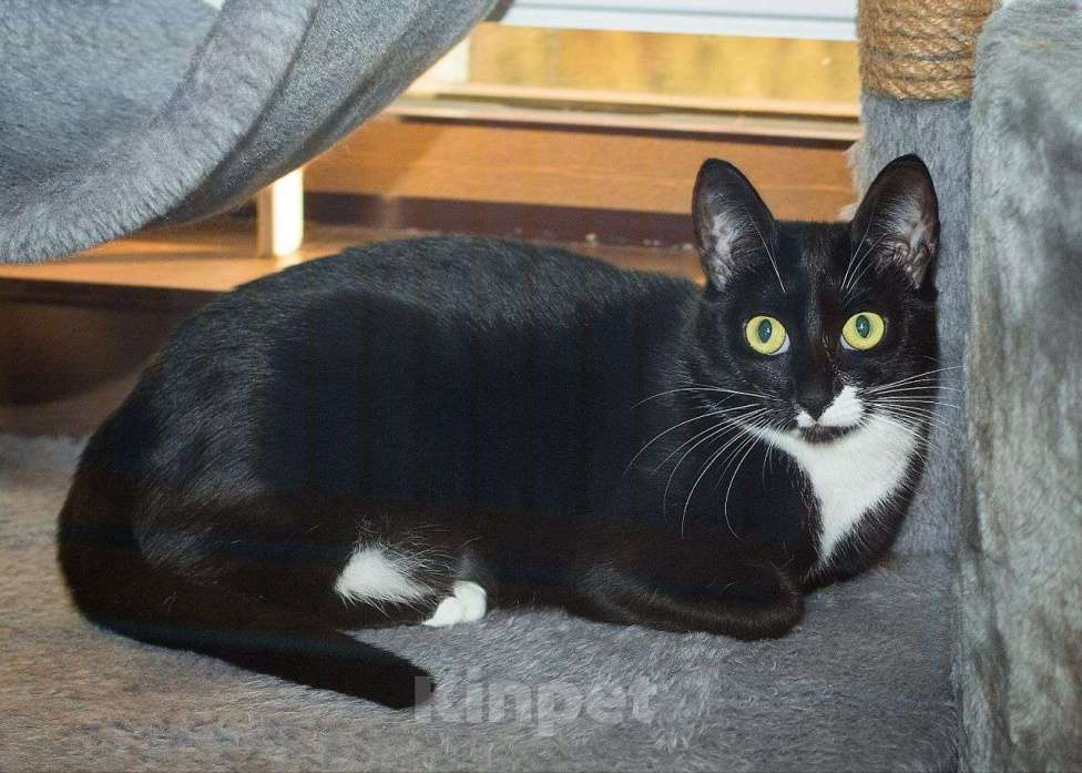 Кошки в Москве: Черная кошечка Клякса мечтает о доме! Семья, ну где же вы? Девочка, Бесплатно - фото 2