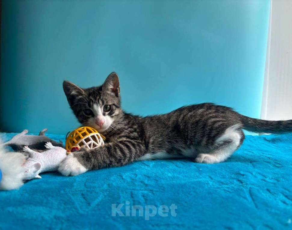 Кошки в Санкт-Петербурге: Очень эмоциональный котёнок Мальчик, Бесплатно - фото 9