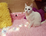 Кошки в Санкт-Петербурге: Белый кот 10мес. ищет дом  Мальчик, 200 руб. - фото 4