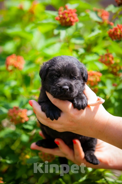 Собаки в Челябинске: Девочка чёрного лабрадора- ретривера 1 мес Девочка, 60 000 руб. - фото 1