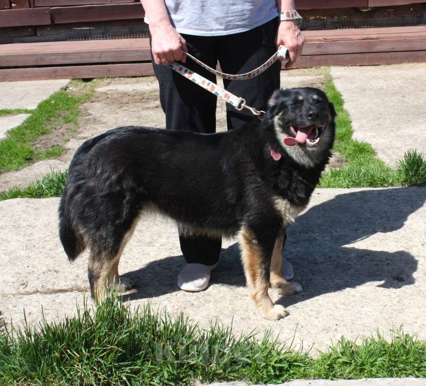 Собаки в Москве: Алиса в поисках любящей семьи Девочка, 100 руб. - фото 6