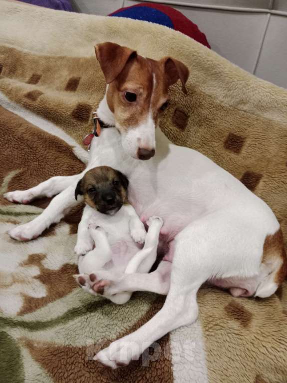 Собаки в Тольятти: Мальчик Мальчик, 20 000 руб. - фото 2