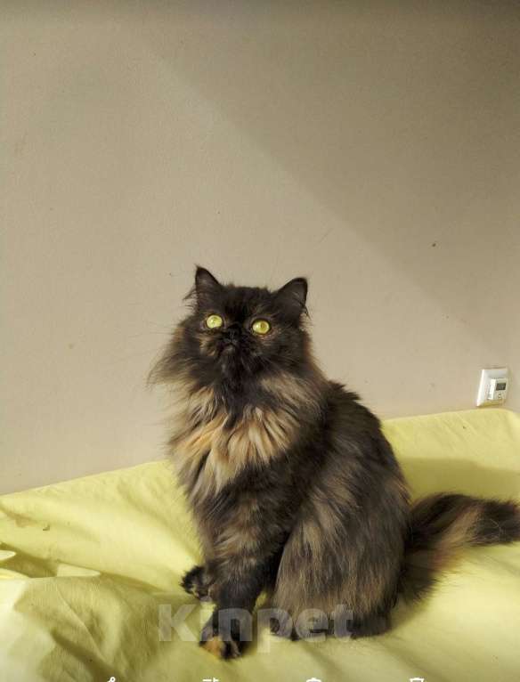 Кошки в Москве: Шотландская ласкунья Девочка, Бесплатно - фото 2