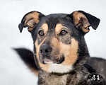 Собаки в Ногинске: Кузька - маленький песик в дар Мальчик, Бесплатно - фото 8