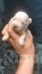 Собаки в Ростове-на-Дону: Мальтийская болонка,Мальтезе Девочка, 60 000 руб. - фото 3