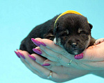 Собаки в Пушкино: Щенок сиба (шиба)  Девочка, 30 000 руб. - фото 2