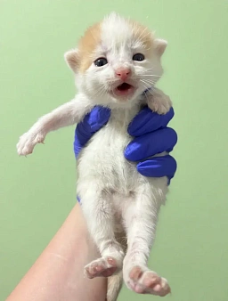 Котенок мальчик в добрые руки