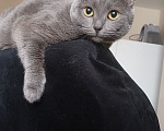 Кошки в Новосибирске: Серая кошка Девочка, Бесплатно - фото 6