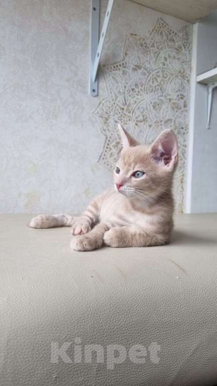 Кошки в Санкт-Петербурге: Котенок рыжий бежевый львенок 2 месяца Мальчик, Бесплатно - фото 8