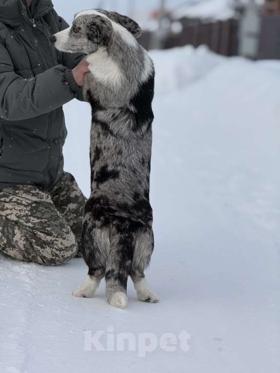 Собаки в Новосибирске: Корги девочка, доставка Девочка, 60 000 руб. - фото 2