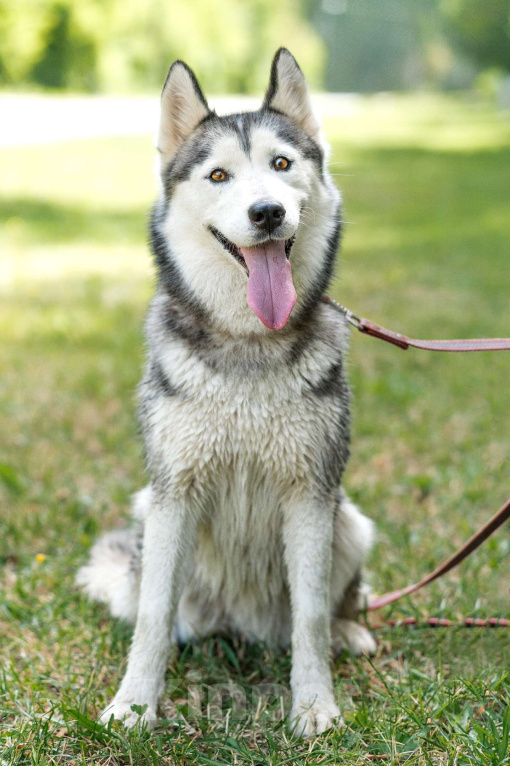 Собаки в Воскресенске: Байра в поисках дома! Девочка, Бесплатно - фото 8