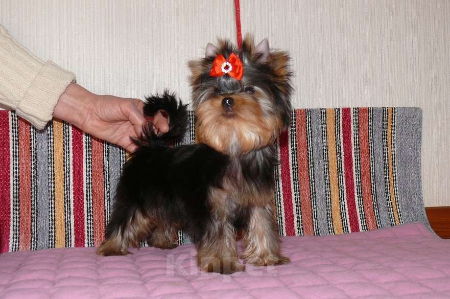 Собаки в Королеве: Йорк мини девочка  Девочка, 80 000 руб. - фото 2