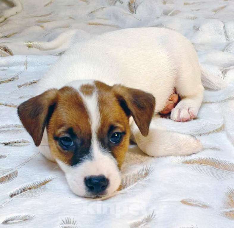 Собаки в других городах Московской области: мальчик Парсон Рассел терьера Мальчик, 45 000 руб. - фото 1