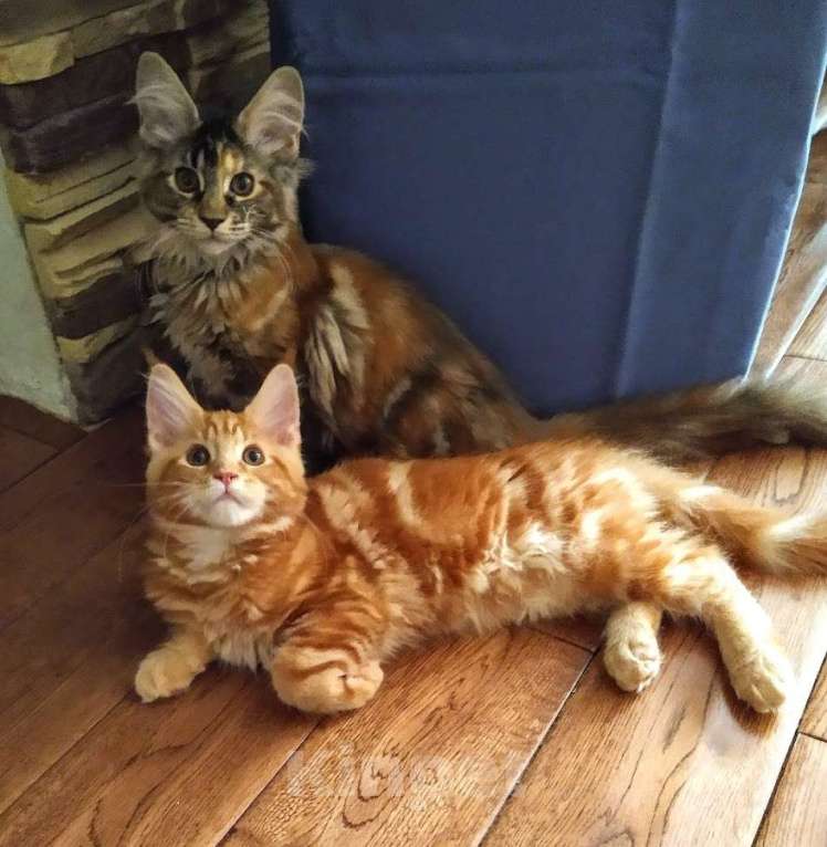 Кошки в Москве: Мейн Кун котята Мальчик, Бесплатно - фото 1