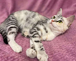 Кошки в Москве: Кошечка с редким окрасом ищет дом! Девочка, Бесплатно - фото 2
