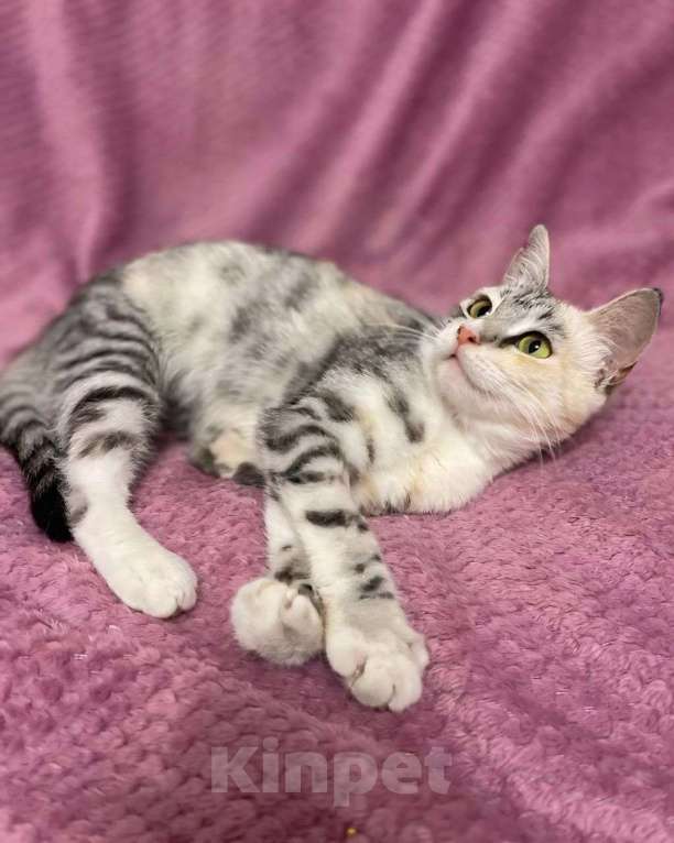 Кошки в Москве: Кошечка с редким окрасом ищет дом! Девочка, Бесплатно - фото 2