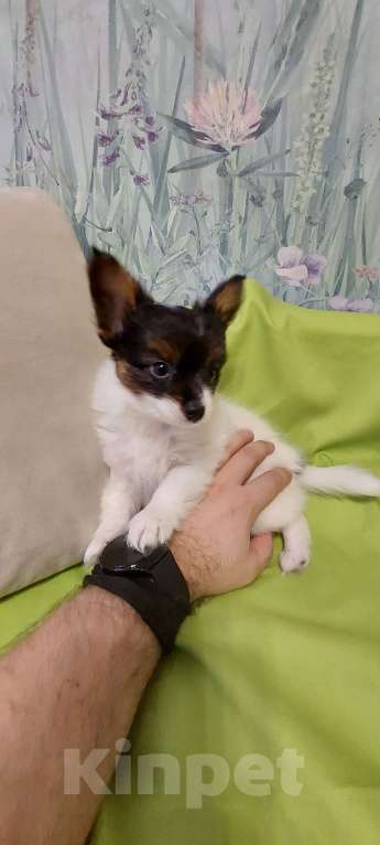 Собаки в Калининграде: Продажа  Мальчик, 45 000 руб. - фото 4