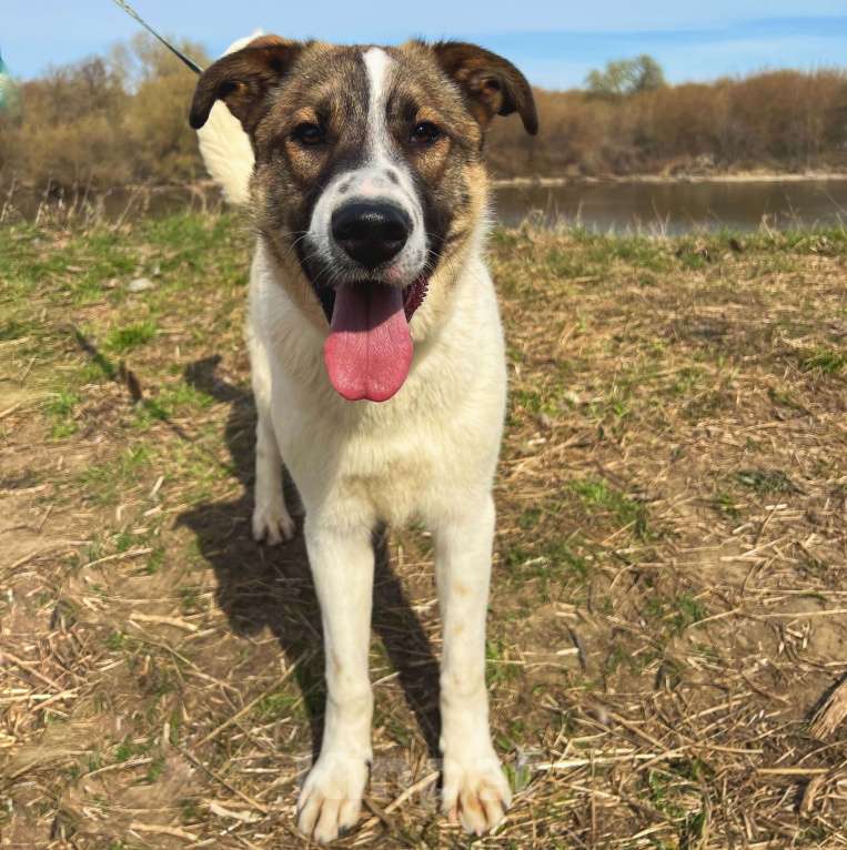 Собаки в Москве: Веник Мальчик, Бесплатно - фото 3