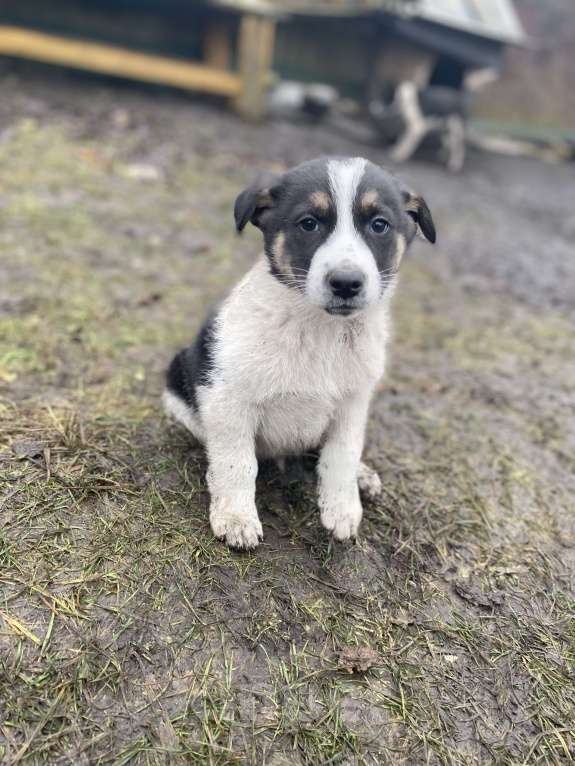 Собаки в Балашихе: Щенки в добрые руки Мальчик, Бесплатно - фото 1