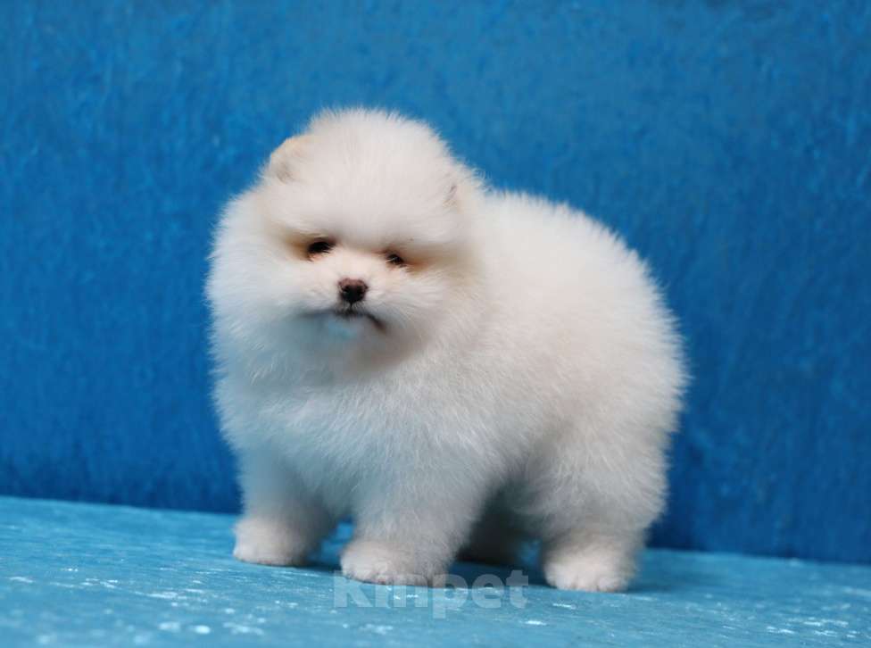 Собаки в Москве: Щенки померанского шпица Девочка, Бесплатно - фото 4