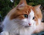 Кошки в Москве: Роскошный пушистый крупный рыжий кот Джемм в дар Мальчик, Бесплатно - фото 3