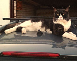 Кошки в Лобне: Кот Мейн Кун на вязку Мальчик, 2 000 руб. - фото 2