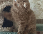 Кошки в Люберцах: Шотландские котята Девочка, Бесплатно - фото 6