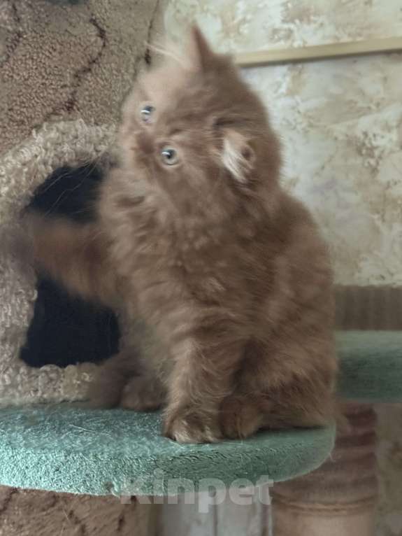 Кошки в Люберцах: Шотландские котята Девочка, Бесплатно - фото 6