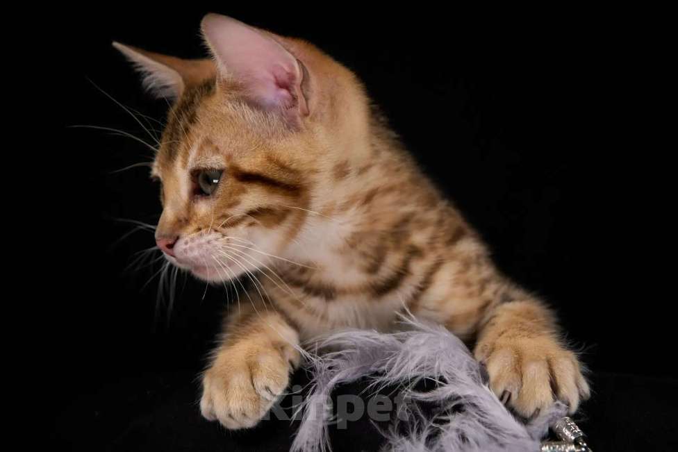 Кошки в Екатеринбурге: Бенгальский мальчик Мальчик, 50 000 руб. - фото 2
