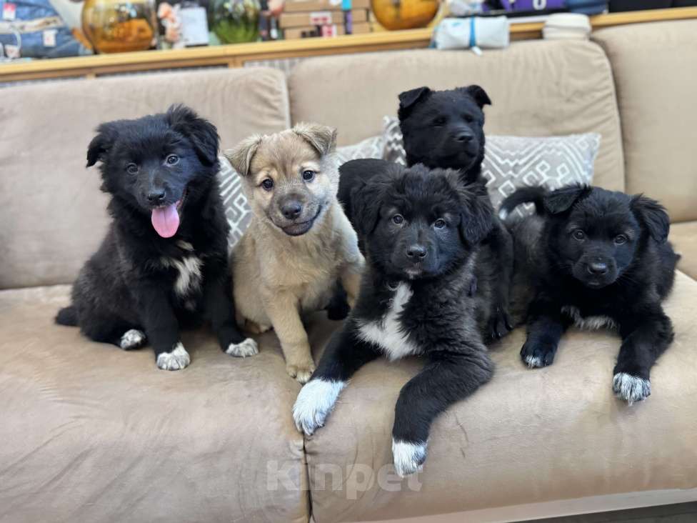 Собаки в Москве: Мика Девочка, Бесплатно - фото 2