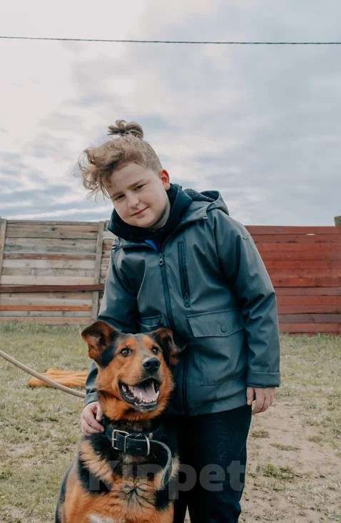 Собаки в Москве: Пёс-компаньон Марс после спасения ищет дом Мальчик, Бесплатно - фото 3