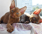 Кошки в Москве: кудрявые Девон -рекс котята -самые нежные ребята Разнополые, 45 000 руб. - фото 1