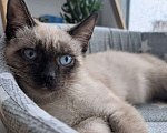 Кошки в Жуковском: Котенок мальчик в добрые руки Мальчик, Бесплатно - фото 1