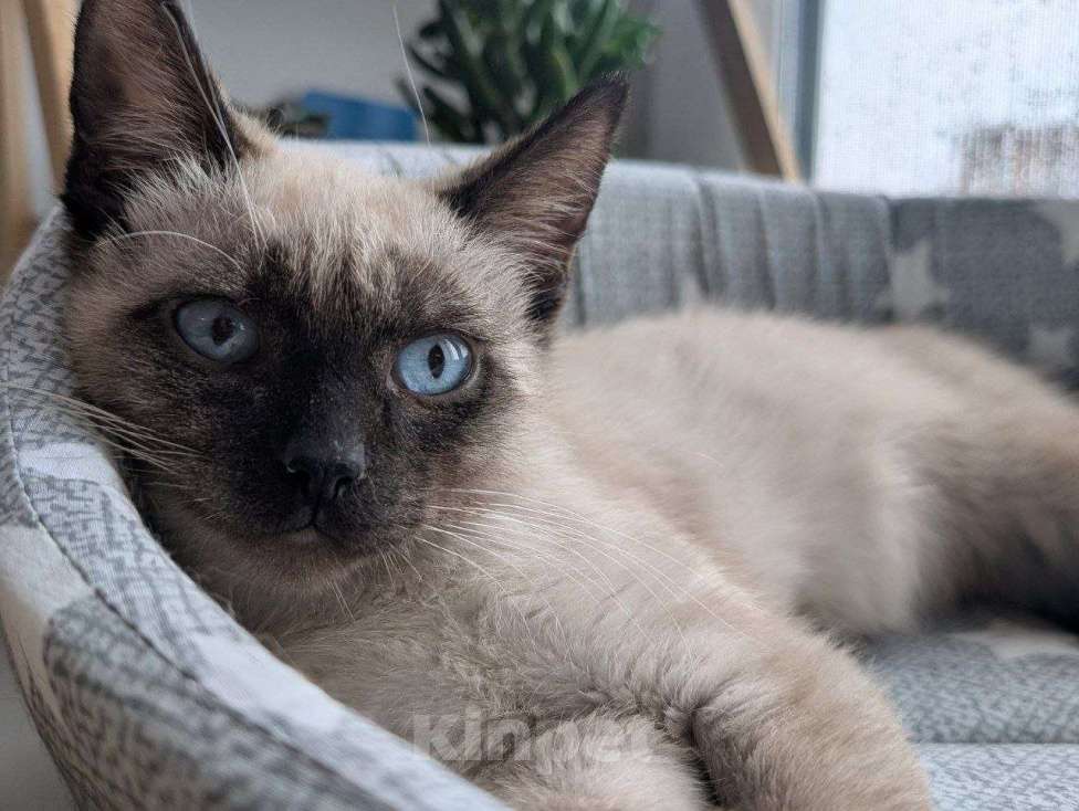 Кошки в Жуковском: Котенок мальчик в добрые руки Мальчик, Бесплатно - фото 1