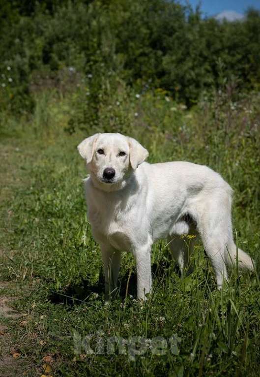 Собаки в Москве: Белый, метис лабрадора в приюте Девочка, Бесплатно - фото 1