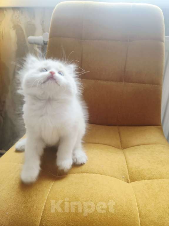 Кошки в Москве: Чуденейший котёнок Рэгдолл Мальчик, 98 000 руб. - фото 3