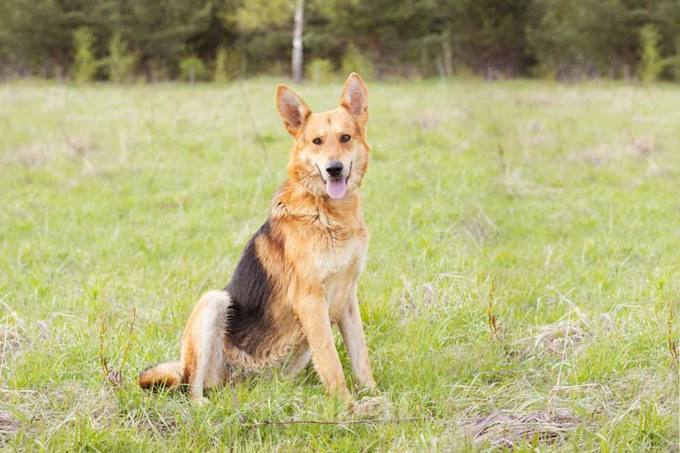 Собаки в Москве: Немецкая овчарка в дар Мальчик, Бесплатно - фото 6