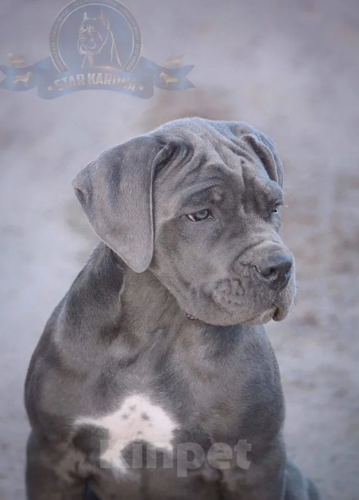 Собаки в Краснодаре: щенки кане корсо от топ питомника Девочка, 200 000 руб. - фото 4