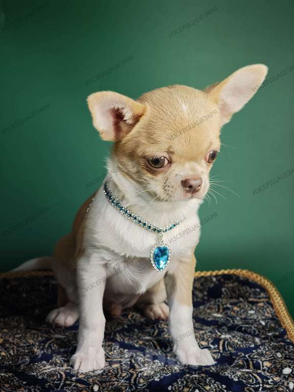 Собаки в Москве: Мини мальчик с лиловым носиком Мальчик, 40 000 руб. - фото 7