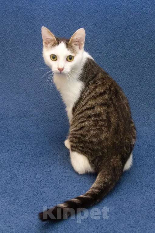 Кошки в Москве: Котенок мальчик в добрые руки Мальчик, 10 руб. - фото 8