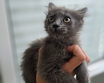 Кошки в Краснодаре: Котёнок-девочка в добрые руки Девочка, Бесплатно - фото 1