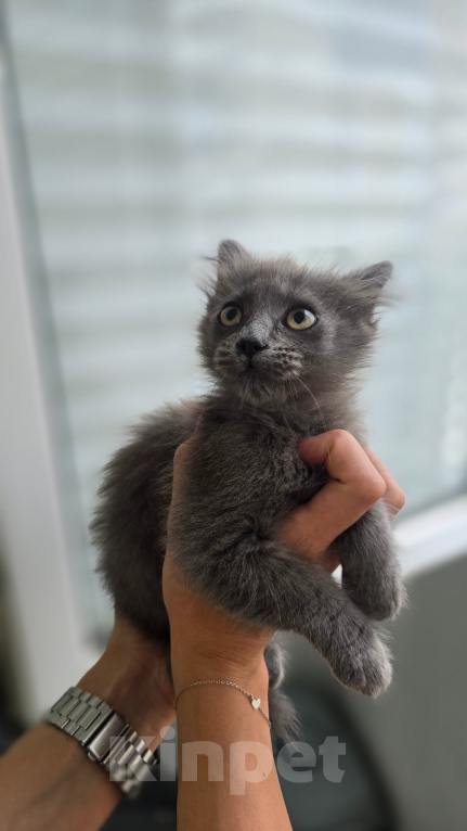 Кошки в Краснодаре: Котёнок-девочка в добрые руки Девочка, Бесплатно - фото 1