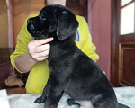Собаки в Владивостоке: Щенки кане корсо продажа Мальчик, 35 000 руб. - фото 2